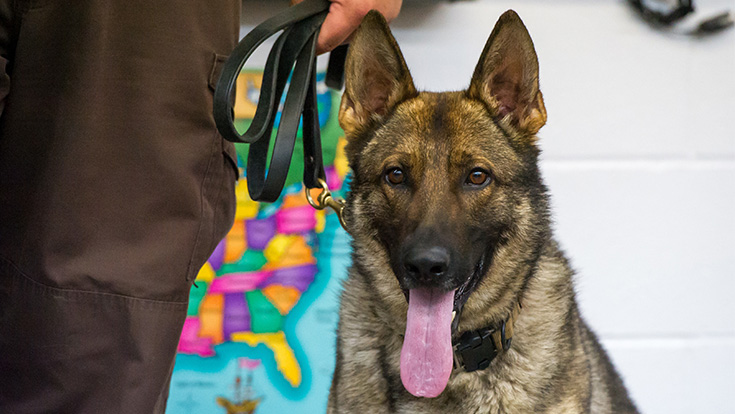 Zeus K9 sponsorship Zeus K9 sponsorship