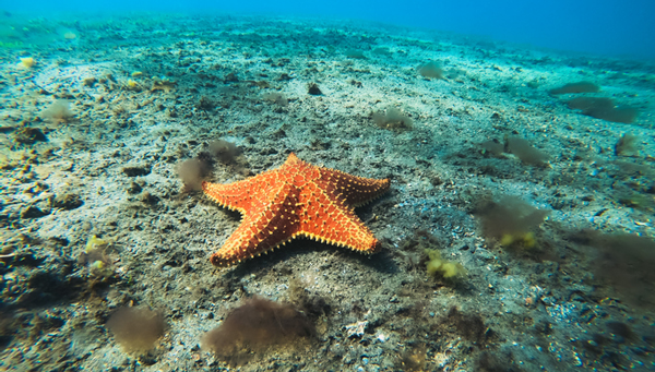 Star fish at the bottom of the ocean.