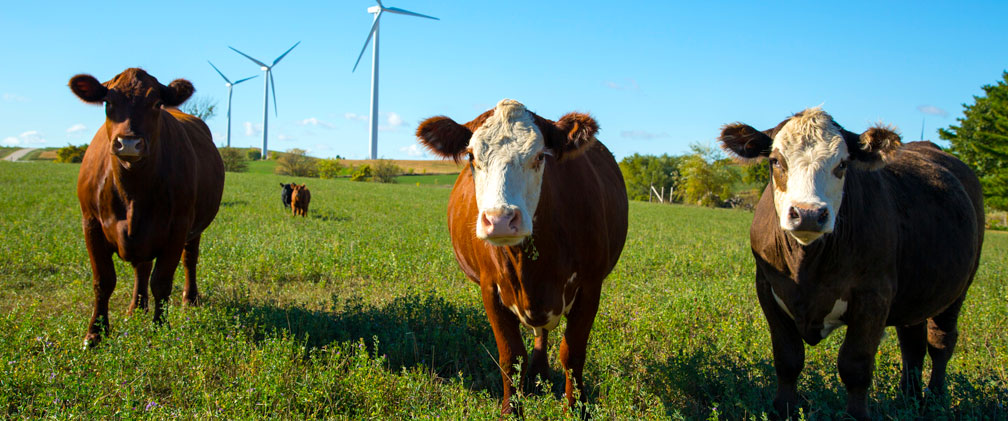 Horse eating by a wind turbine.