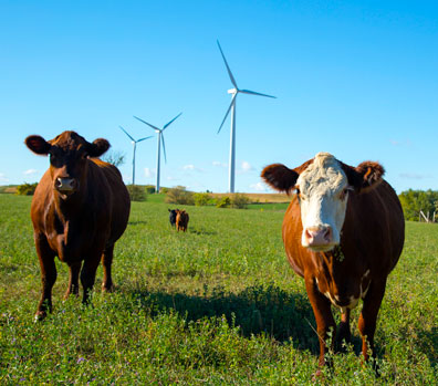 Farm cows walking around wind turbines.