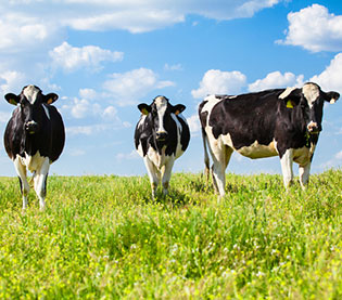 3 Cows on a farm 3 Cows on a farm