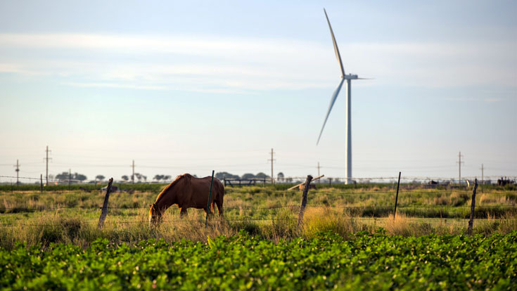 Horse eating by a wind turbine.