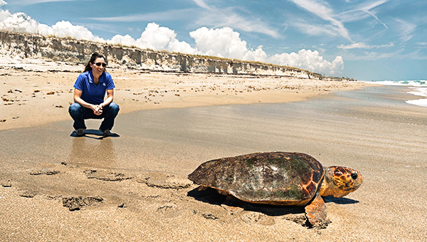 Nuclear employee on a beach watching a sea turtle
