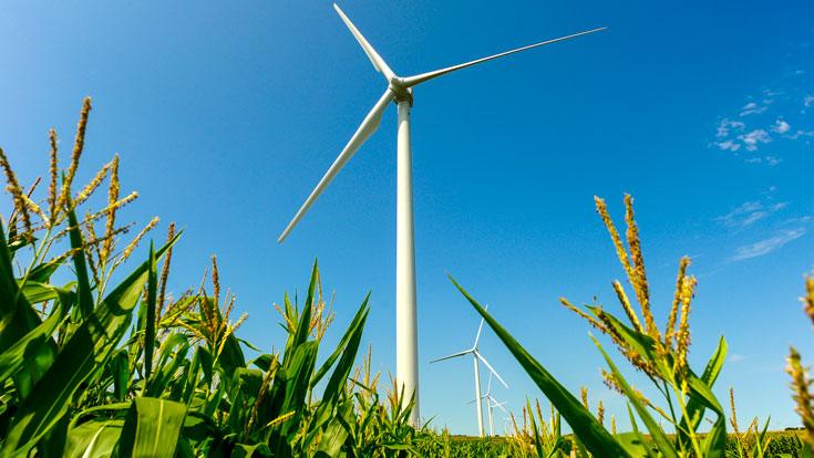Vegetation around a wind turbine.
