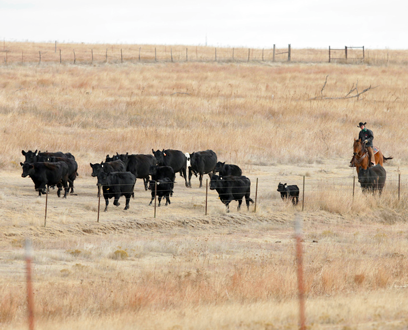 Cows on the Ponderosa field.