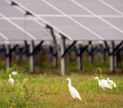 Birds in the grass with solar panels in the distance