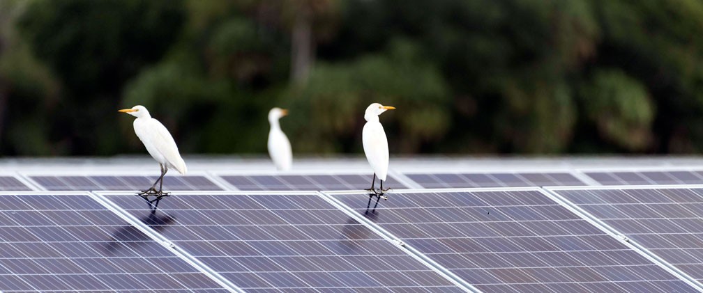Birds on top of NextEra Energy Resources solar panels