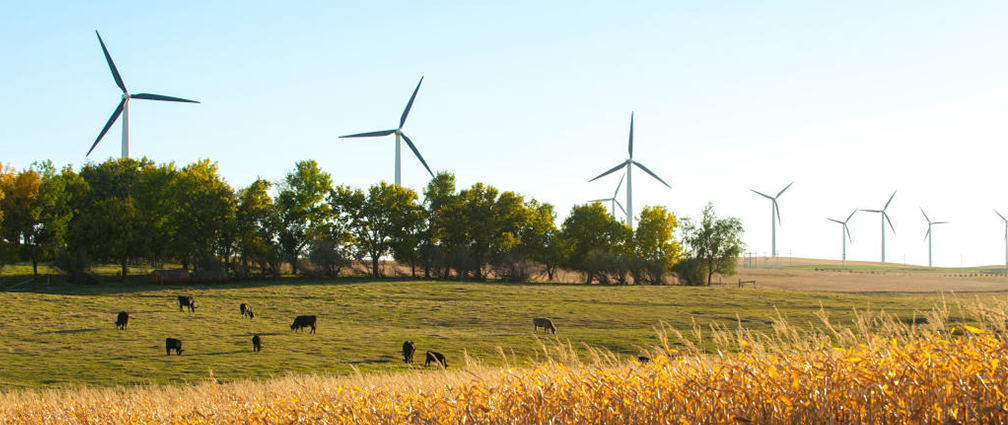 Wind turbines in a cornfield with cows