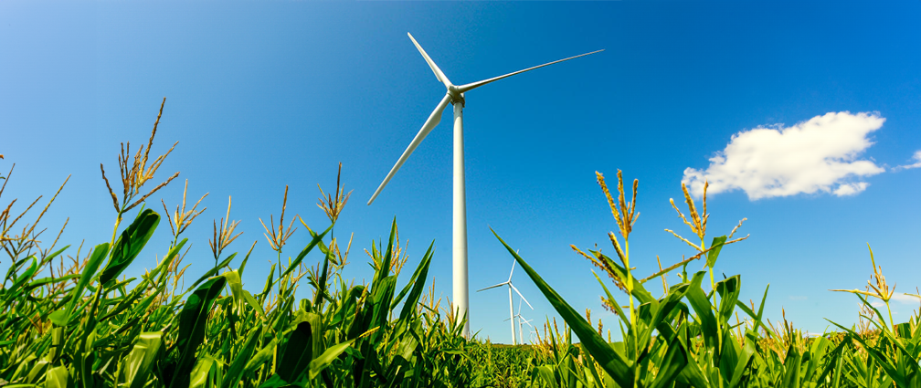 Wind turbine in a cornfield