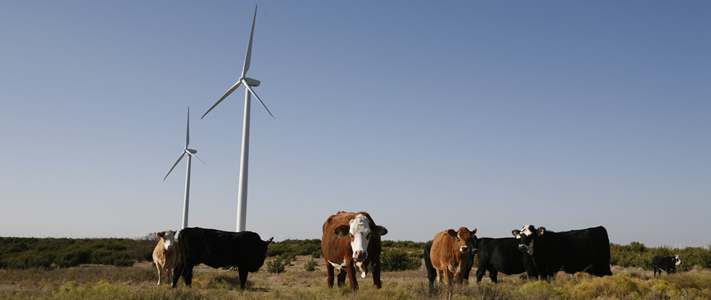 Cows in front of two wind turbines