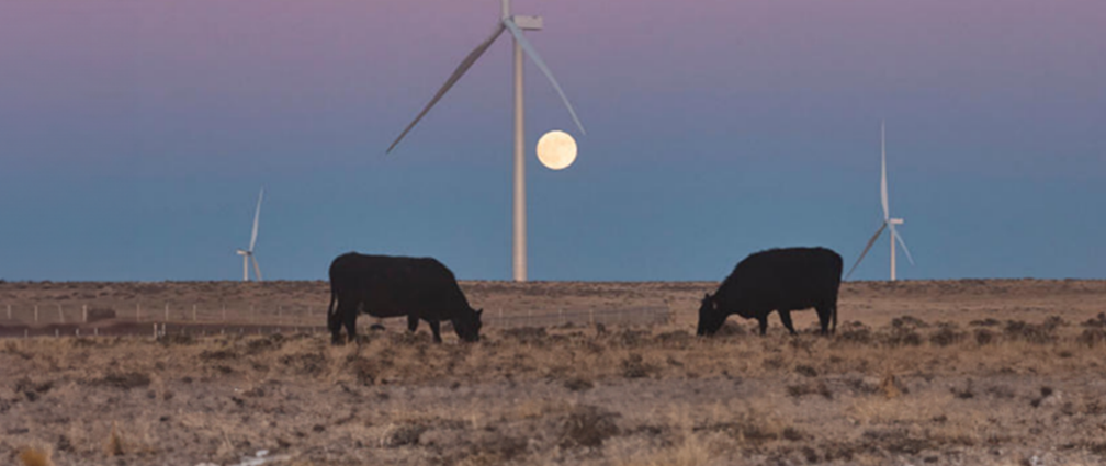 Cows in a field with turbines at dusk