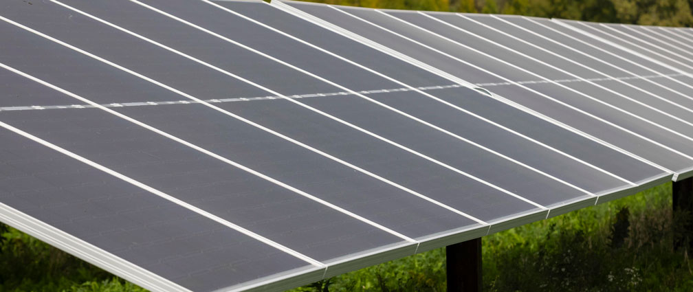 Solar panel surrounded by vegetation