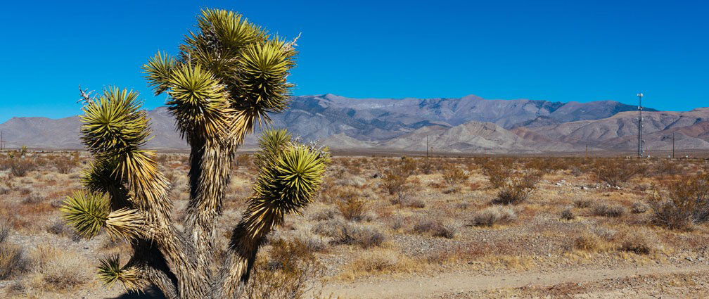 Desert landscape