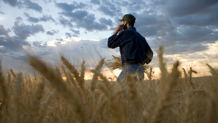 Farmer on phone in golden wheat field at dawn, cloudy horizon in the background.