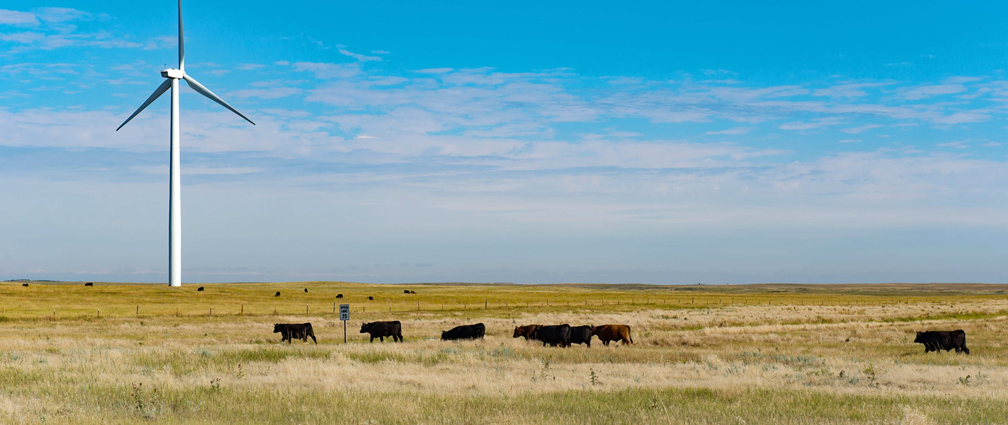 Niyol Wind turbine in a field of grass and cows