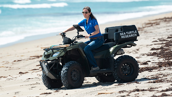 Environmental stewardship sea turtle research on a beach