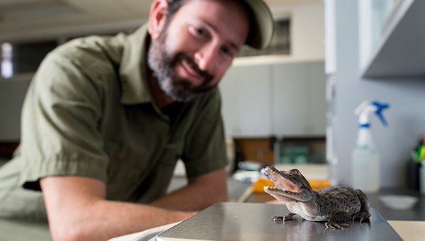 Wildlife conservation - man with an alligator