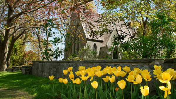 New England spring scene with yellow tulips and historic stone church.