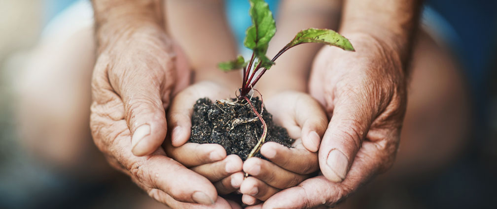 Two pairs of hands holding a small plant with roots in dirt