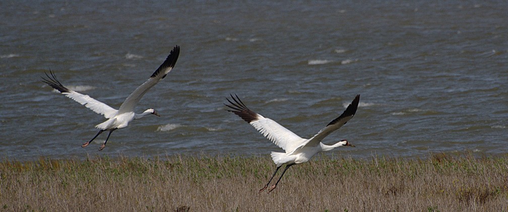 Whooping Cranes birds flying over grass